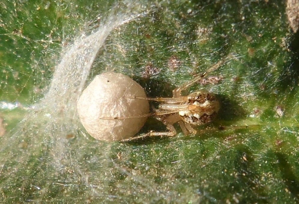 Spider - eggsac