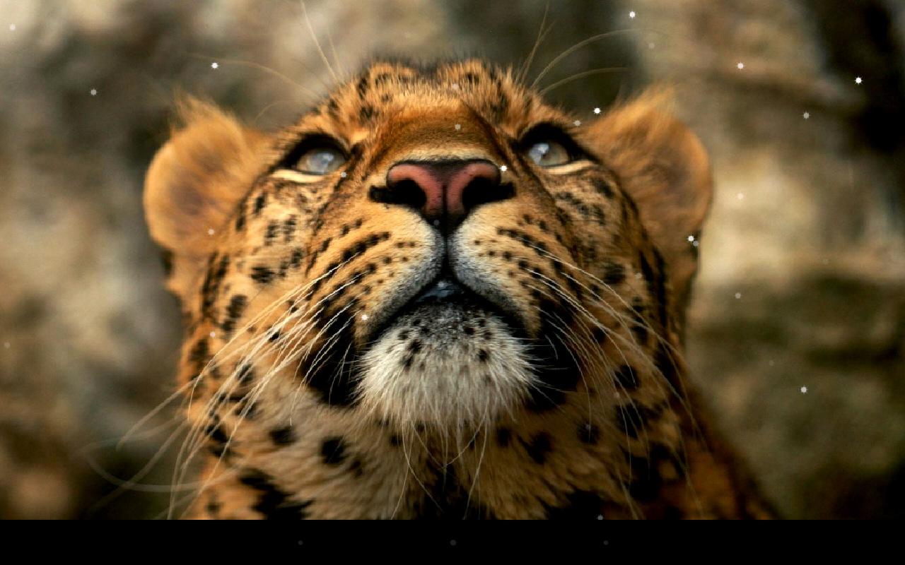Leopard Live  Wallpaper  Android Apps on Google Play