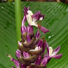 Calathea flower