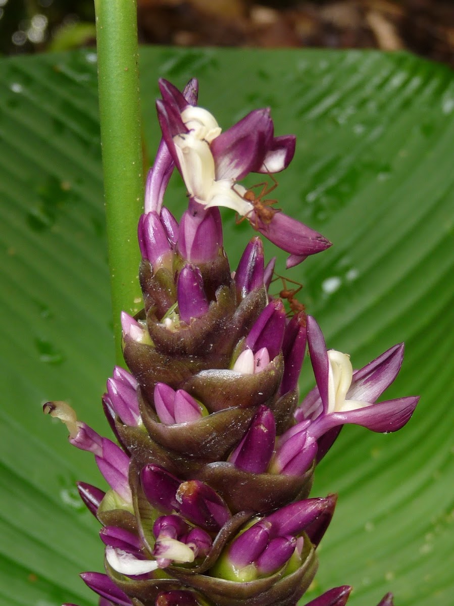 Calathea flower