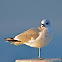 Common Gull (2nd winter) - Goéland cendré