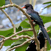 Green Wood Hoopoe