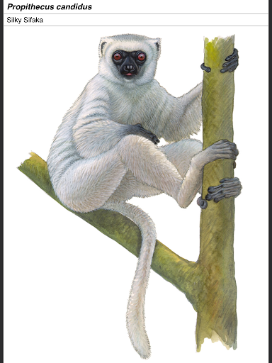 【免費書籍App】Lemurs of Madagascar-APP點子