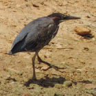 Green Heron