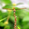 Asian Amberwing (黃翅蜻)