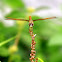 Asian Amberwing (黃翅蜻)