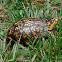 Eastern Box Turtle, male