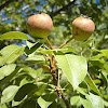 Peral. Pear tree