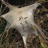 Tent Caterpillar