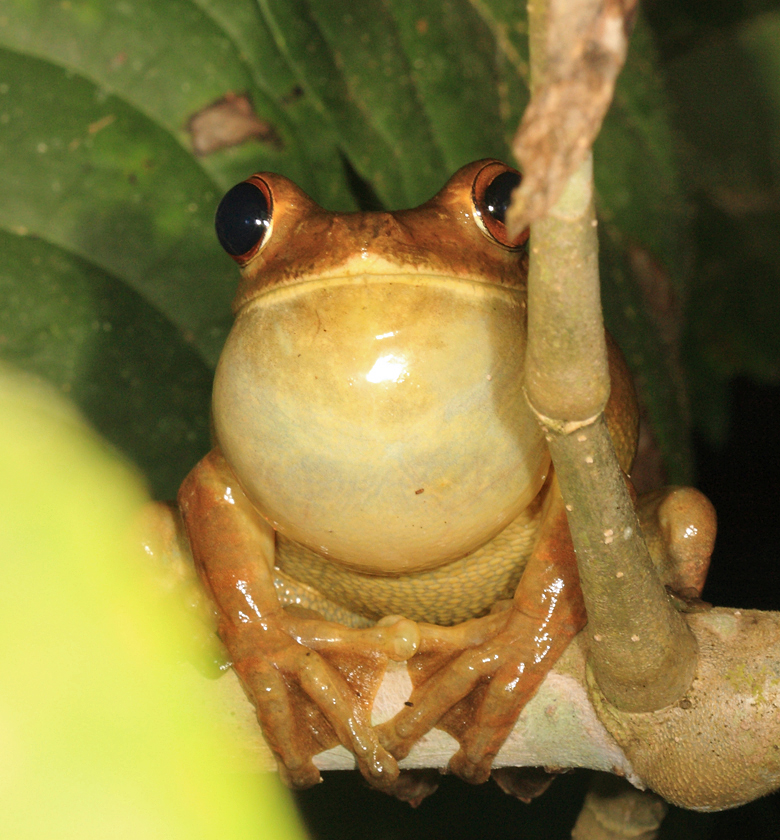 Gladiator Tree Frog