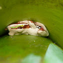 Blue-spotted Mexican Treefrog