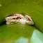 Blue-spotted Mexican Treefrog