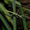 Stick Insect Nymph