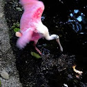 Roseate Spoonbill