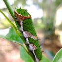 Caterpillar of the Large Citrus Butterfly