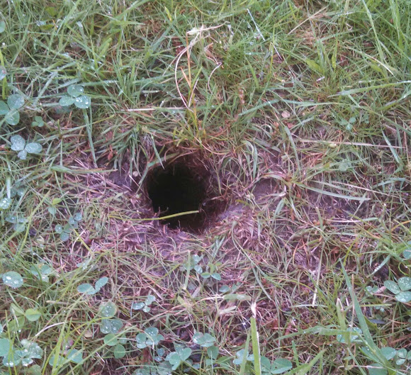 Eastern Chipmunk Burrow Project Noah