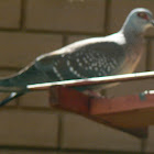 Speckled pigeon