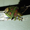 Red Green Spiny Shield Bug
