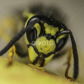 by Alberto Molinari - Animals Insects & Spiders