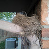 American robin (nest)