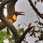 Araçari-castanho (Chestnut-eared aracari)