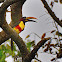 Araçari-castanho (Chestnut-eared aracari)