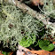Florida Beard Lichen