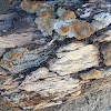 petrified wood