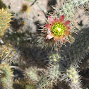 Cactus Flower - Baja California