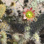 Cactus Flower - Baja California