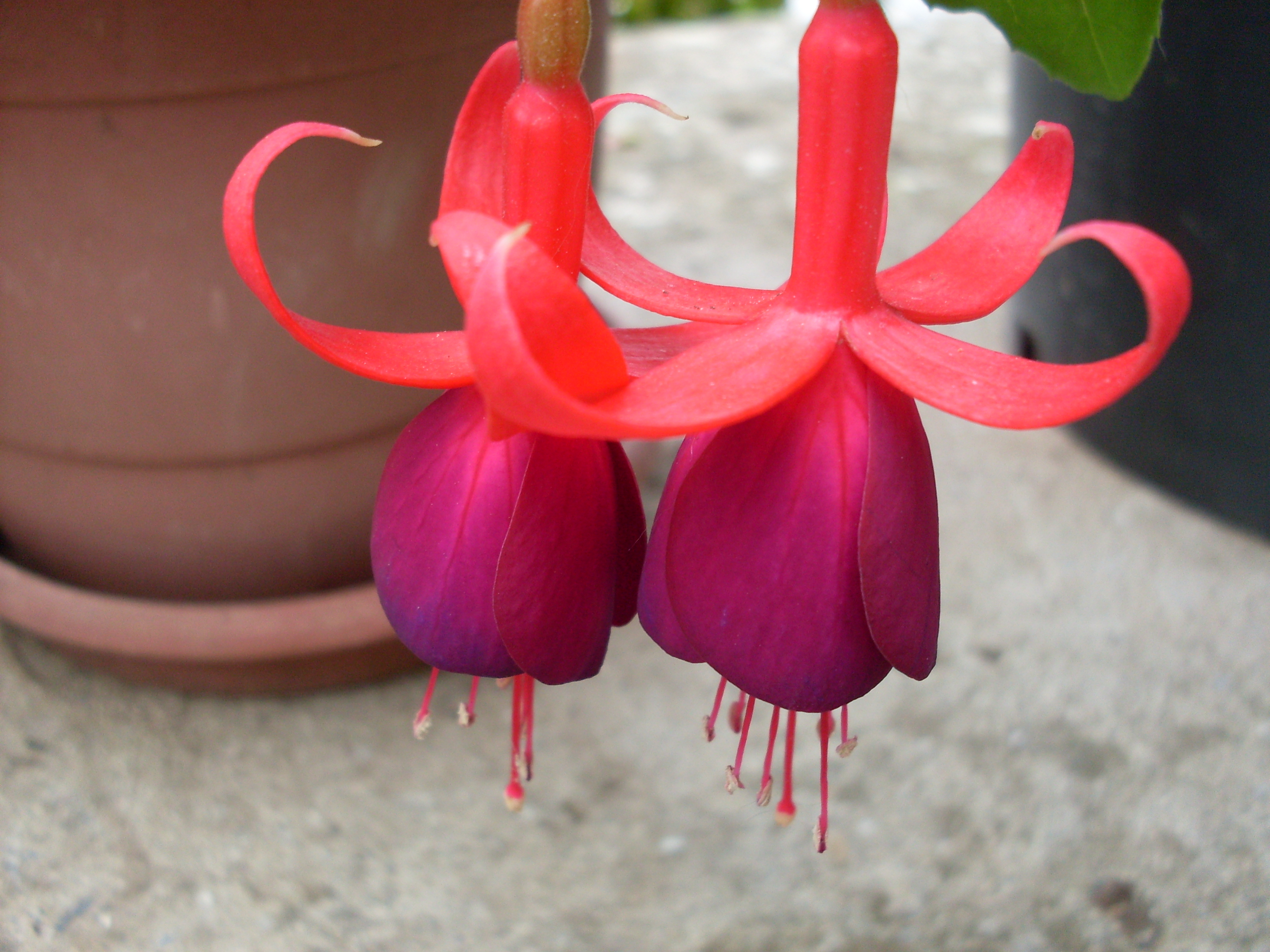 Fuchsia | Project Noah