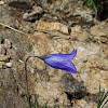 Harebell