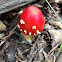 Fly agaric