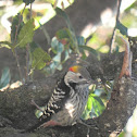 Brown fronted woodpecker