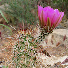 Engelmann's Hedgehog cactus