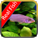 Fish Real Live Free logo