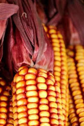 Maize Puzzle poster 3