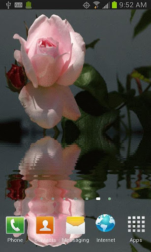 Beautiful Pink Rose LWP