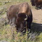 American bison or buffalo