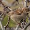 House Sparrow; Gorrión Común