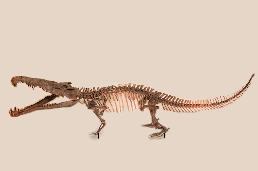 Croc-oid Predator with Snorkel (Smilosuchus)