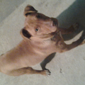 bax'