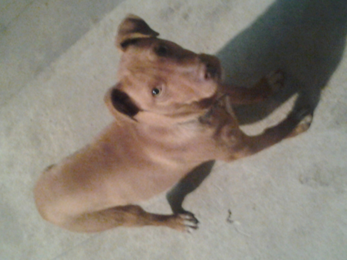 bax