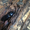 Bess beetle (Horned Passalus)