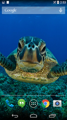 免費下載個人化APP|Sea Turtle Live Wallpaper FREE app開箱文|APP開箱王