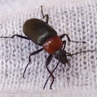 Red-necked Beetle; Toro de Sol