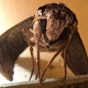 Gray Hawk Moth