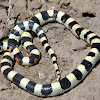 Central Plains Milksnake