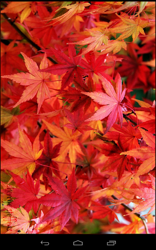 【免費攝影App】Fall Colors-APP點子