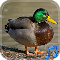Duck Dynasty Ringtones FREE icon